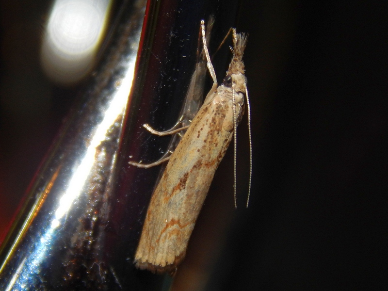 richiesta ID Crambidae - Agriphila geniculea